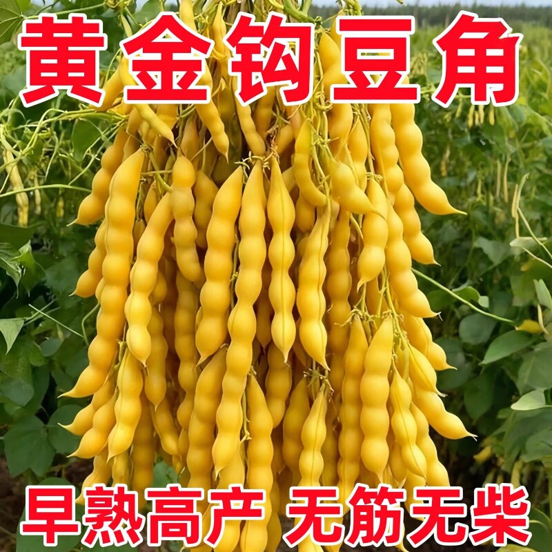 黄金钩架豆种子黄金勾东北油豆角籽无筋无柴黄色早熟高产蔬菜种籽