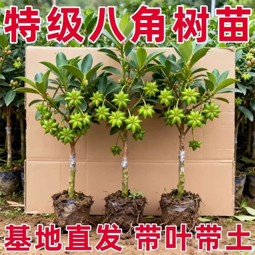 广西高产矮化嫁接大红八角苗