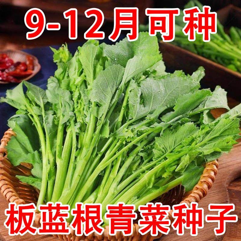 板蓝根青菜种子食用特色野菜材种籽四季蔬菜孑阳台盆栽春季