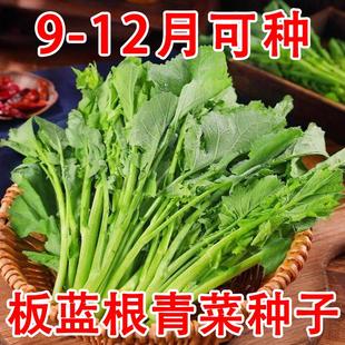 板蓝根青菜种子食用特色野菜材种籽四季蔬菜孑阳台盆栽春季