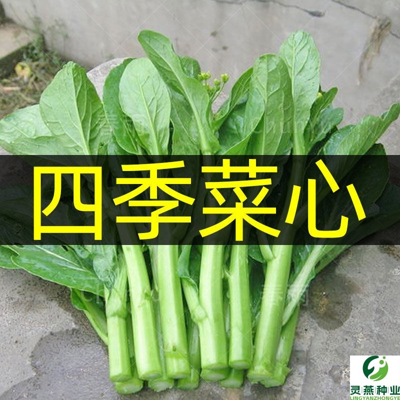 速生25天四季菜心种子广东四九甜脆菜心耐热油青耐高温农家青菜苔