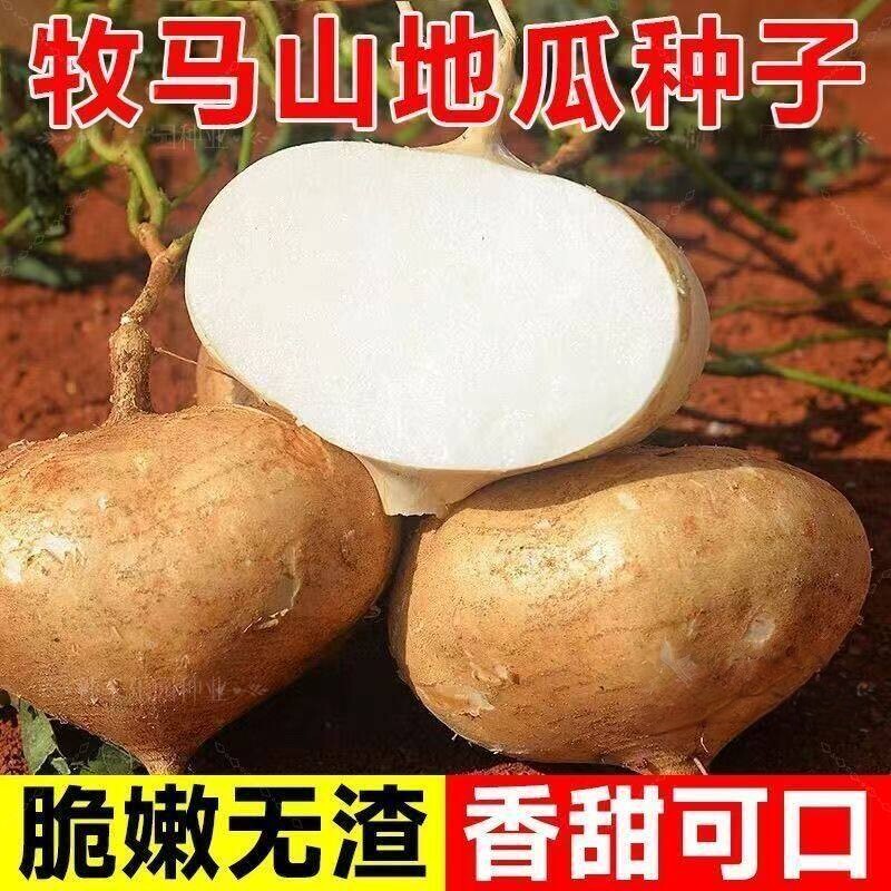 高产凉薯番薯种子地瓜种孑