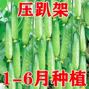 水果黄瓜种子摘不败节节有瓜阳台盆栽高产早熟四季播种小黄瓜种籽