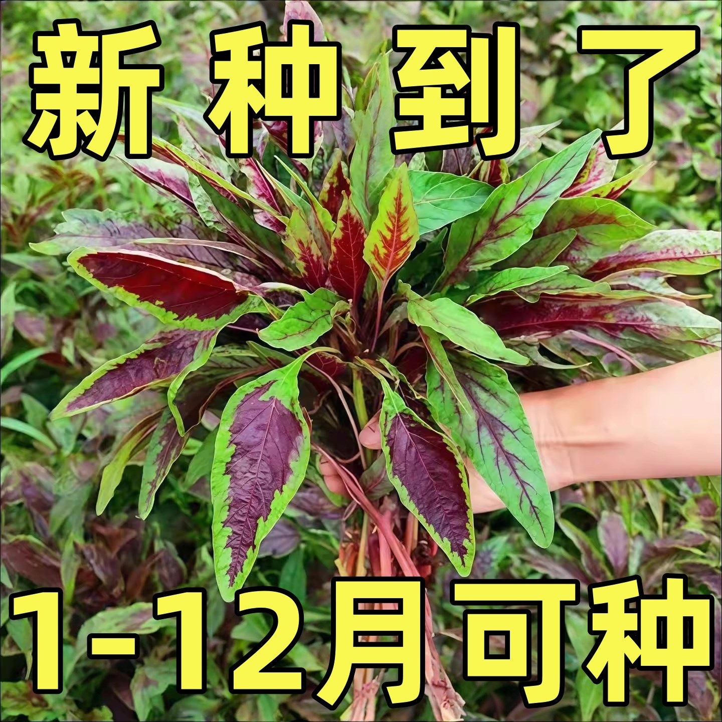 红苋菜种籽柳叶苋菜种子软糯汉菜春夏秋四季阳台盆栽蔬菜种孑大全