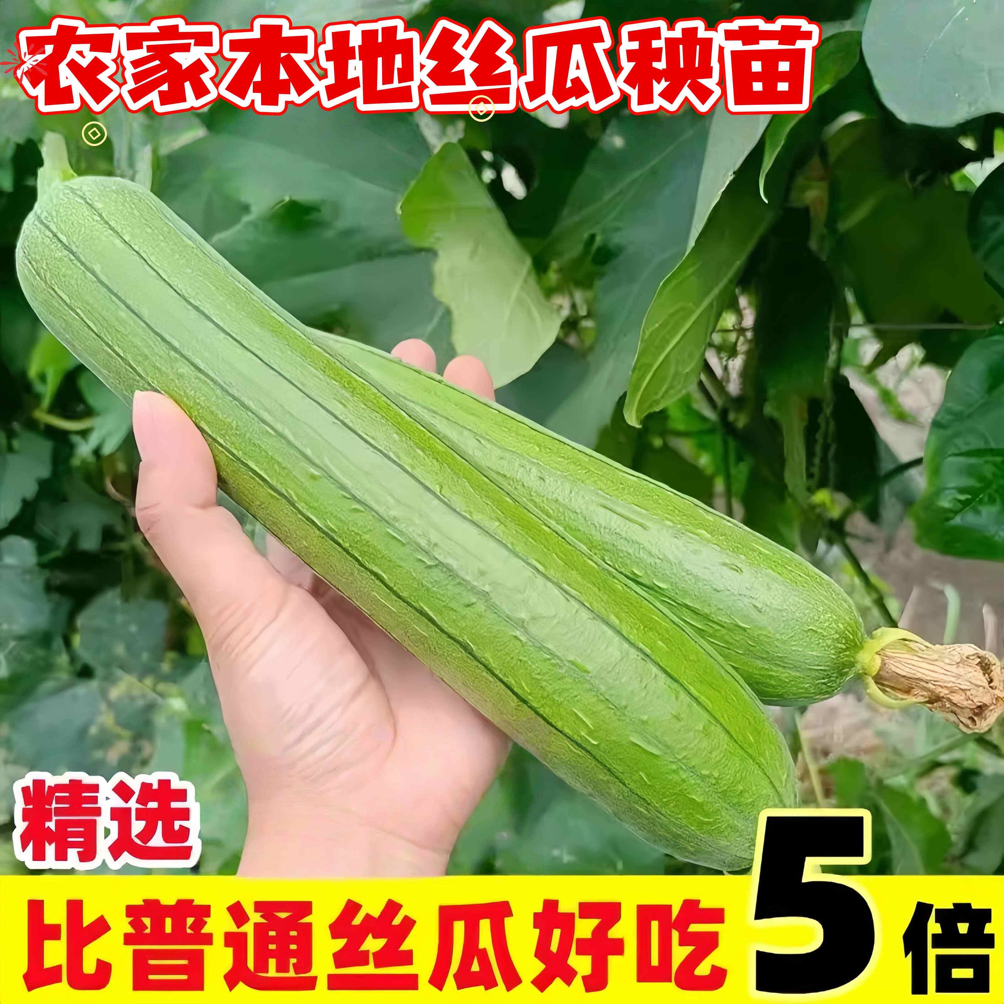 四季高产早熟耐热带土丝瓜苗
