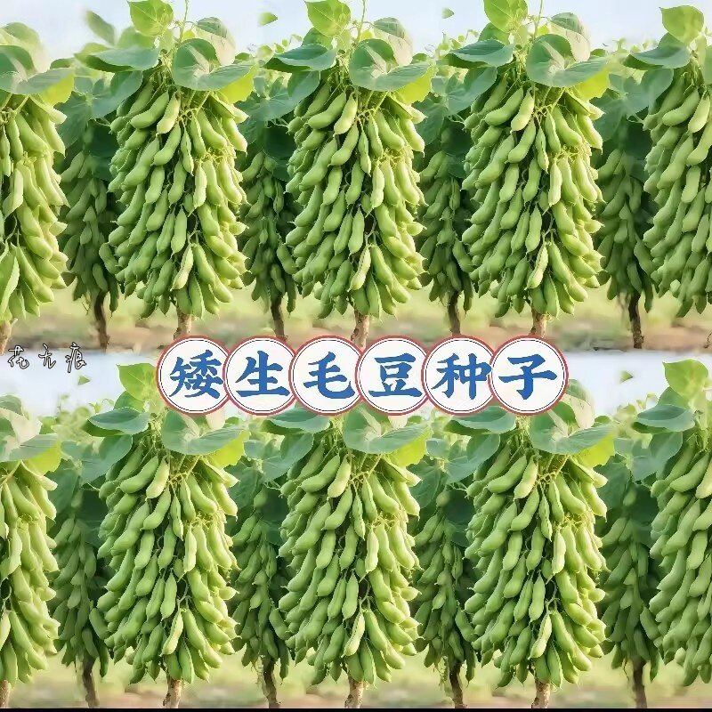 特早熟大粒矮生毛豆种子高产