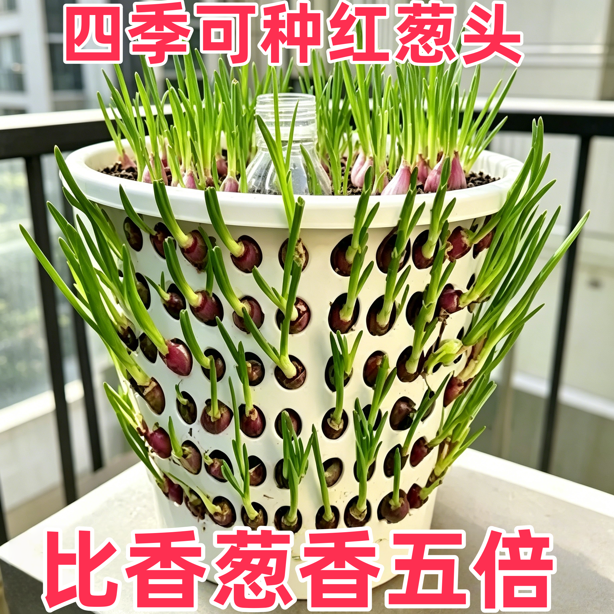 四川带芽盆栽小香葱好养榨葱油