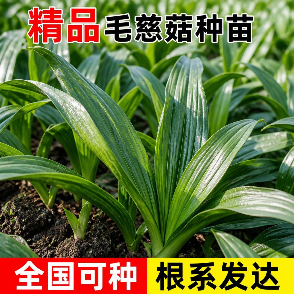 现挖现发好种易活中草药种苗