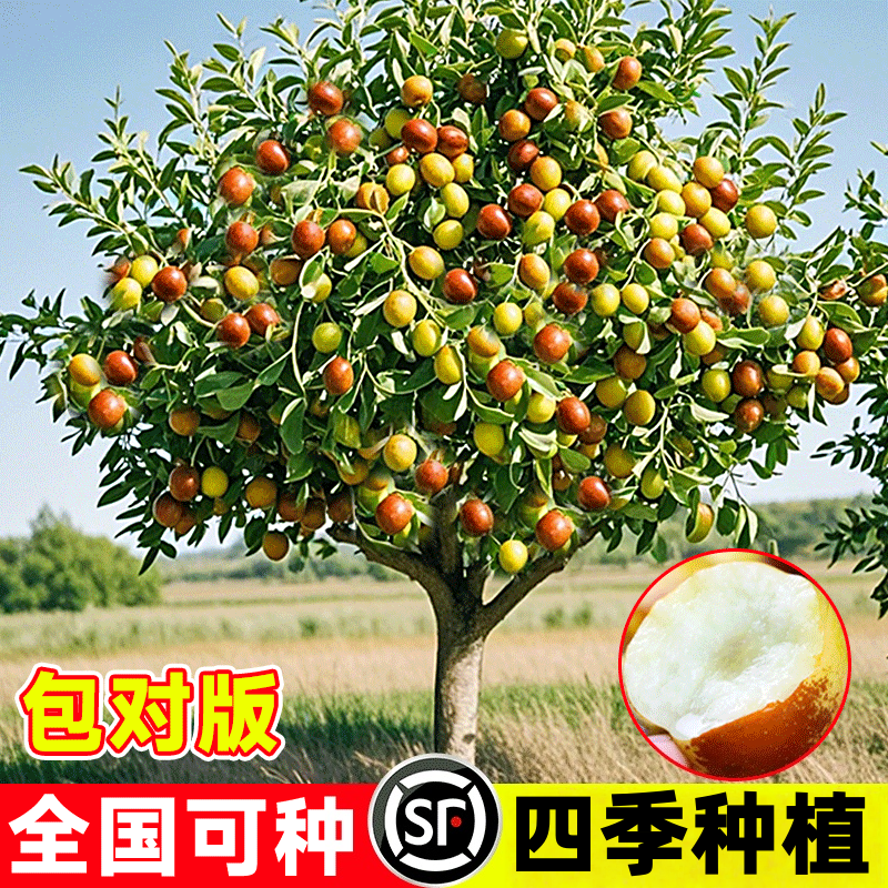 枣树活苗嫁接冬枣树苗果树果苗北方南方种植大枣超甜特大庭院水果,鲜花速递/花卉仿真/绿植园艺,种苗/半成品盆栽,淘宝优惠券,粉丝福利购,淘宝优惠卷