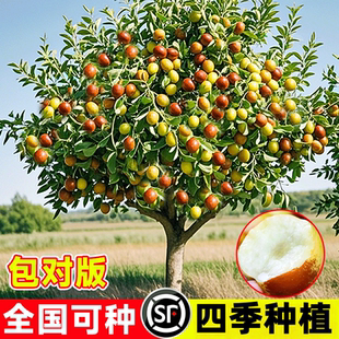 枣树活苗嫁接冬枣树苗果树果苗北方南方种植大枣超甜特大庭院水果