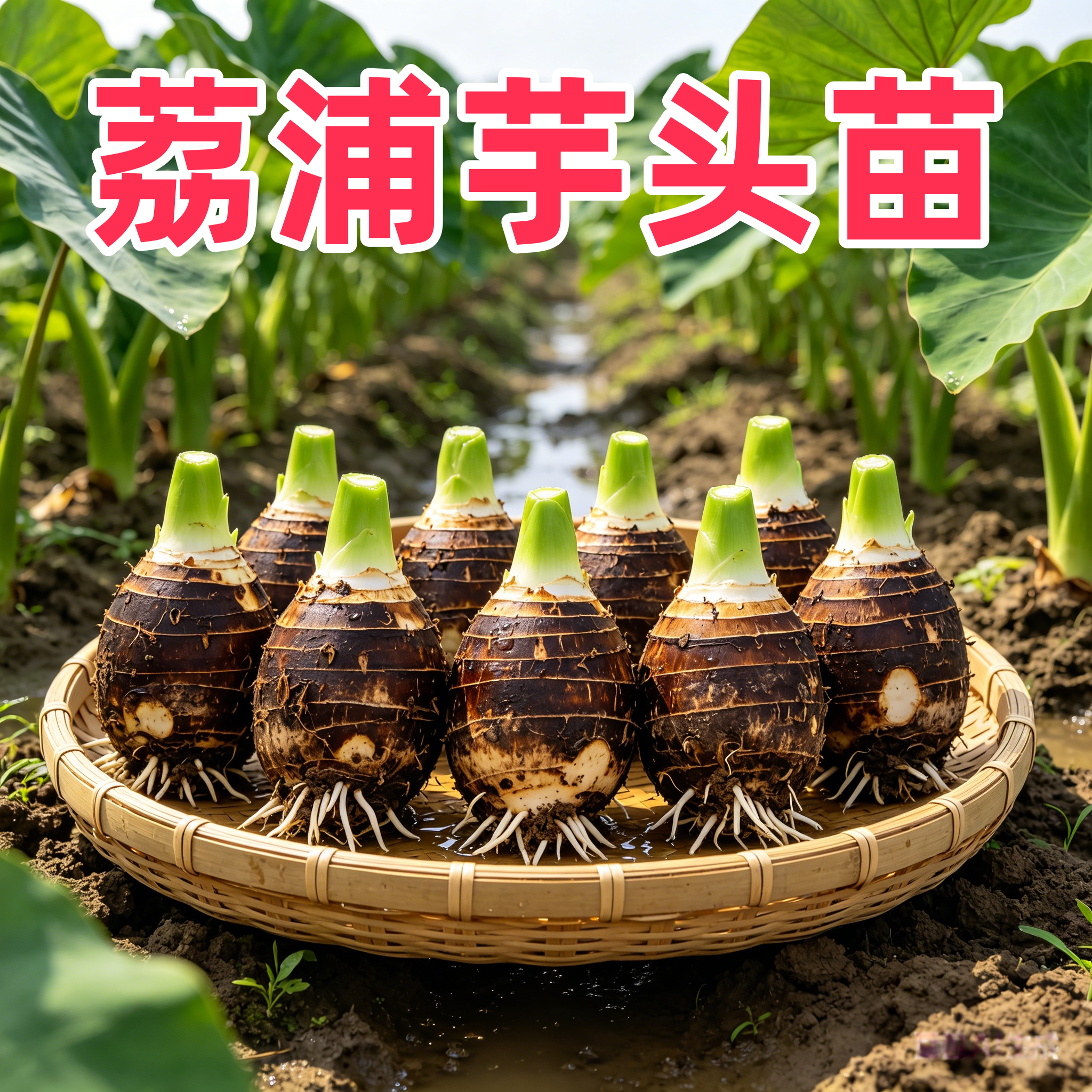 【带根带芽】正宗广西桂林荔浦香芋头种植苗槟榔芋紫藤新鲜芋头苗