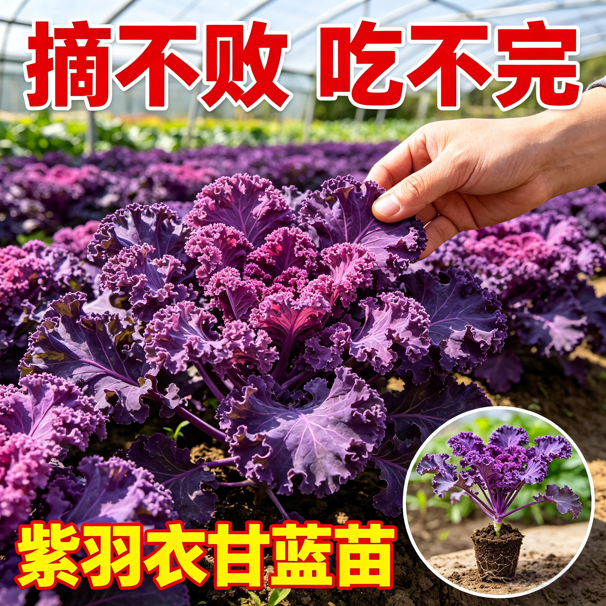 紫羽衣甘蓝苗蔬菜大苗四季秧苗阳台盆栽绿粉超耐寒易种植带土菜苗