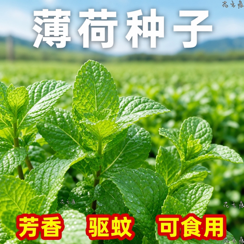 留兰香猫薄荷种子四季可播驱蚊