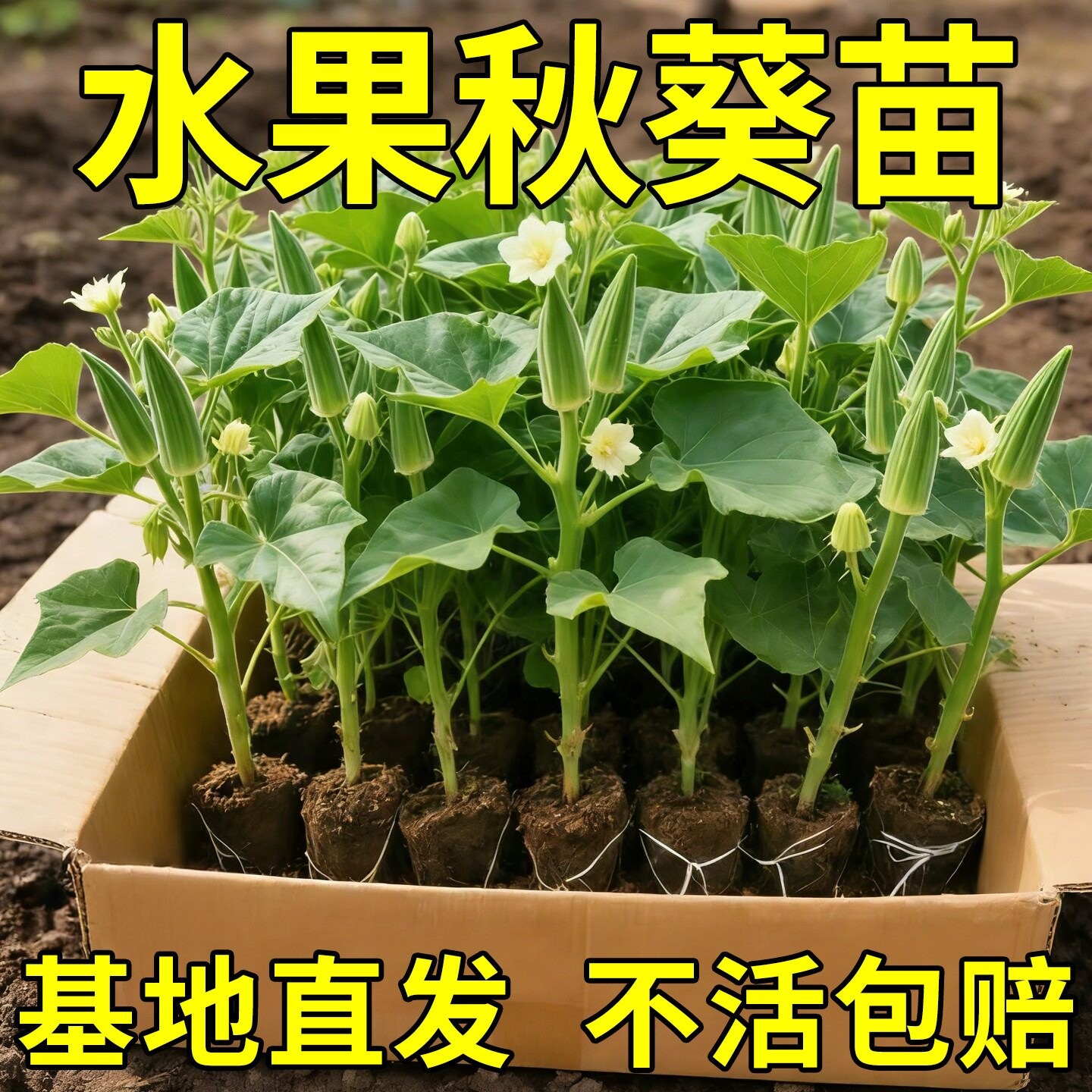 高产耐热脆嫩秋葵秧苗基地直发