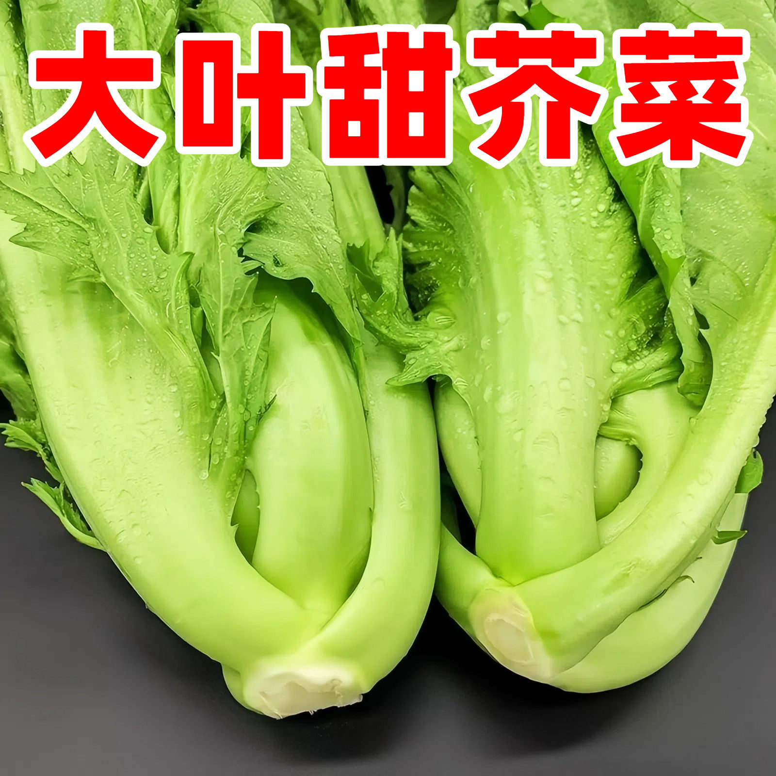 大叶甜芥菜种子四季耐热阳台盆栽