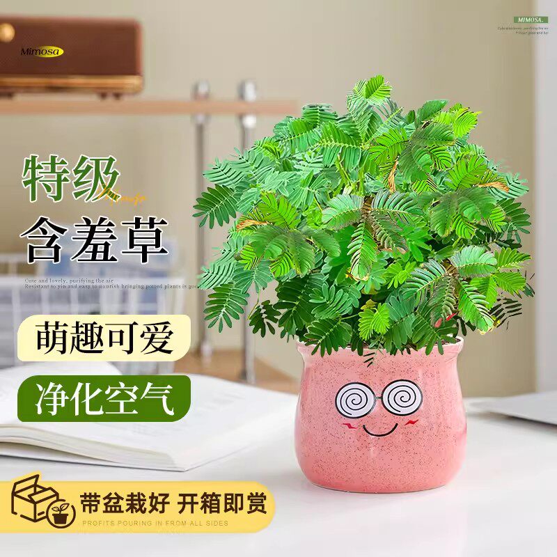 含羞草盆栽室内客厅办公桌面上害羞草四季好养花卉趣味可爱小绿植