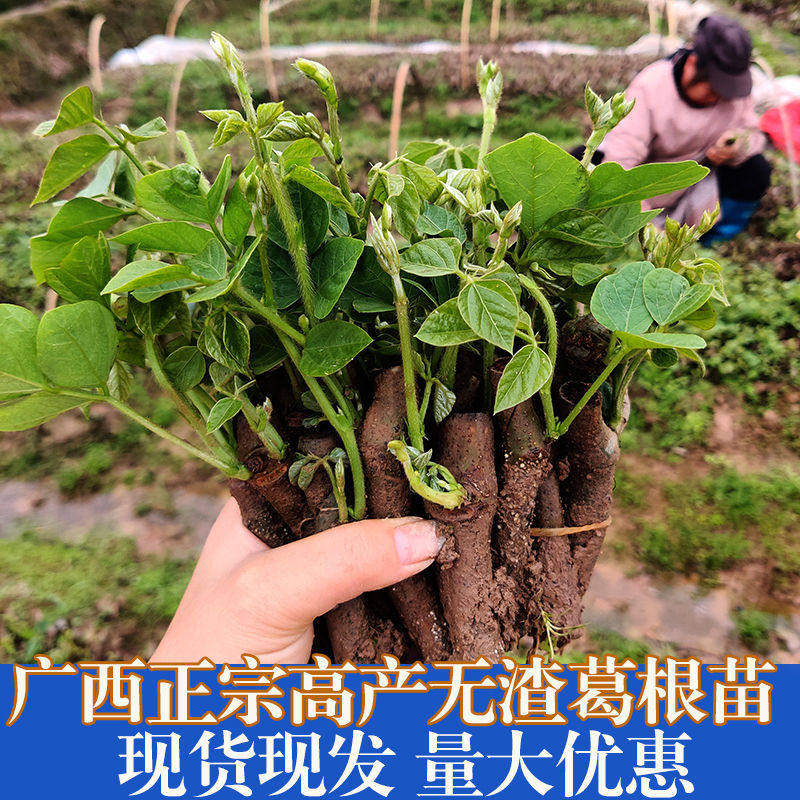 无渣粉葛根苗高产葛根苗扦插种藤种段护坡绿化葛藤苗葛包邮