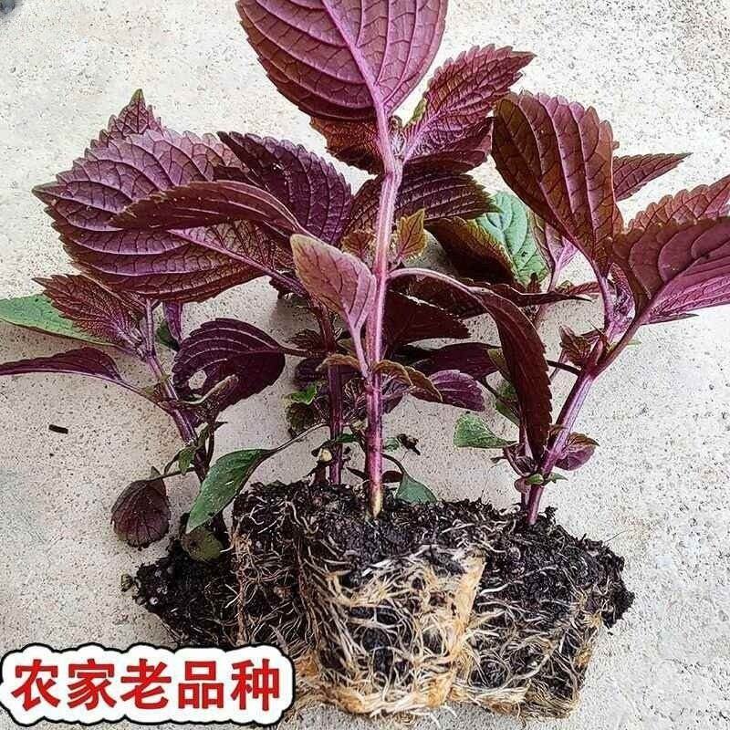 耐寒耐热广西双面紫苏苗老品种紫苏可食用带根带土阳台室内室外