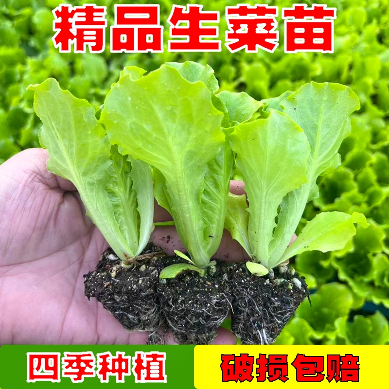 奶油生菜苗意大利结球生菜速生玻璃生菜紫叶紫苦苣蔬菜秧苗种子籽