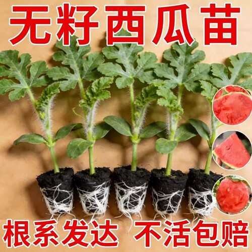 西瓜苗8424特甜麒麟美都无籽西瓜苗四季南方种植阳台盆栽西瓜