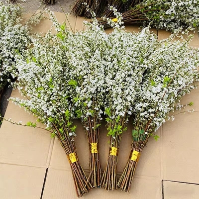 雪柳鲜枝干枝支盆栽喷雪插花卉水培植物室内好养绿植枯木逢春龙柳