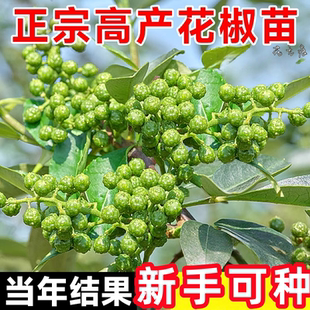 正宗四川汉源花椒苗树大红袍绿九叶青花椒苗无刺麻椒藤椒当年结果