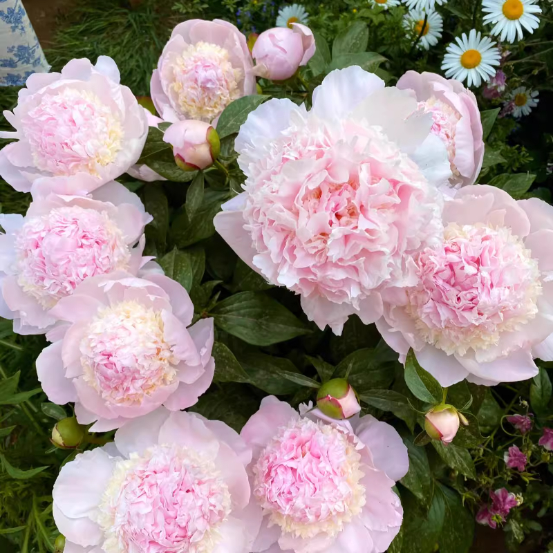 重瓣芍药花苗四季开花带芽种根阳台盆栽庭院耐寒观赏牡丹花卉植物