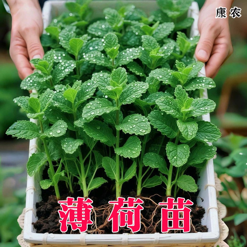 薄荷盆栽可食用花卉绿植大盆留兰香猫薄荷迷迭香室内四季驱蚊植物