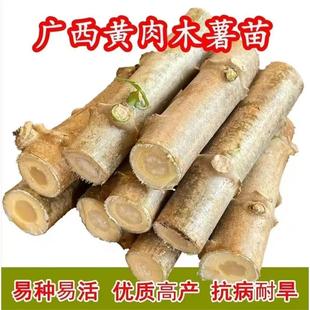 广西木薯苗新鲜面包食用甜木薯种子白肉黄心黄肉易活高产木薯茎苗