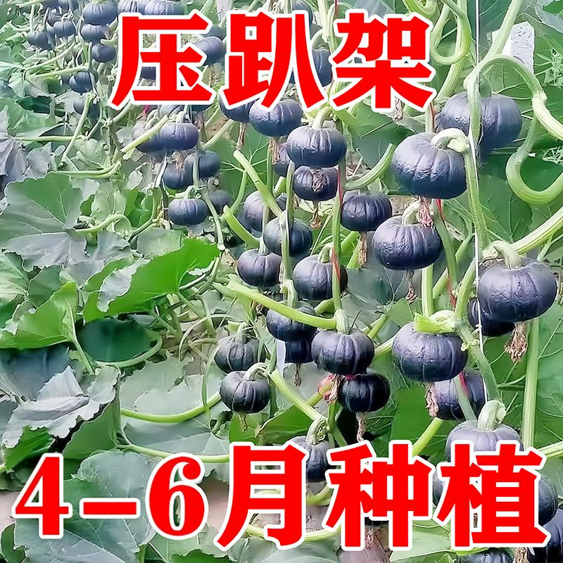贝贝南瓜种子高产甜糯四季可种