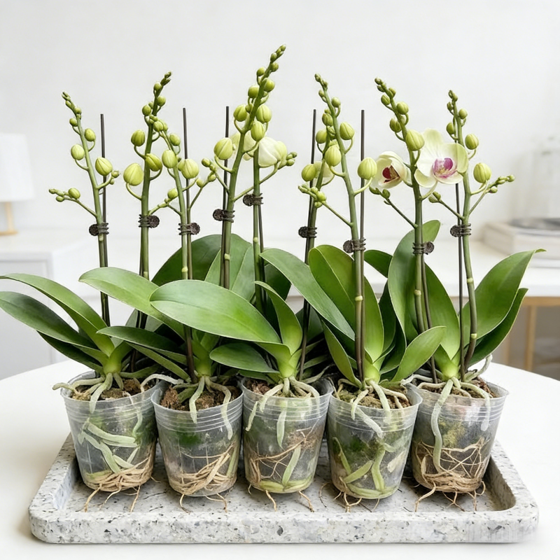 蝴蝶兰盆栽带花剑兰花卉苗阳台室内客厅绿植物全国四季好养活,鲜花速递/花卉仿真/绿植园艺,国兰/杂交兰/洋兰类,淘宝优惠券,粉丝福利购,淘宝优惠卷