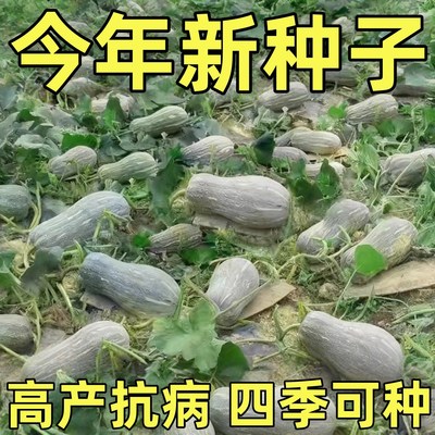 爬满地蜜本南瓜种子高产早熟超甜粉甜糯南瓜籽四季易种植蔬菜种子