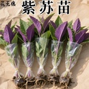 可食用紫苏苗20棵带土带根发货大叶新鲜紫苏幼苗四季 盆栽阳台种植