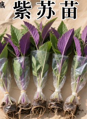 可食用紫苏苗20棵带土带根发货大叶新鲜紫苏幼苗四季盆栽阳台种植