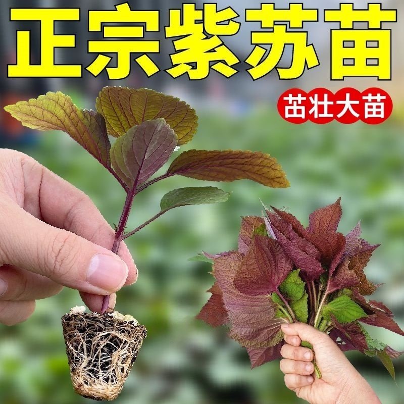 广西本地紫苏苗大叶可食用