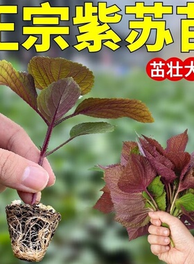 10棵湖南紫苏苗正宗本地紫色紫苏叶种苗大叶香子苏新鲜可食用