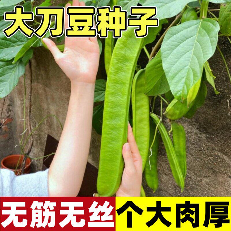 四季巨型大刀豆种子高产阳台盆栽