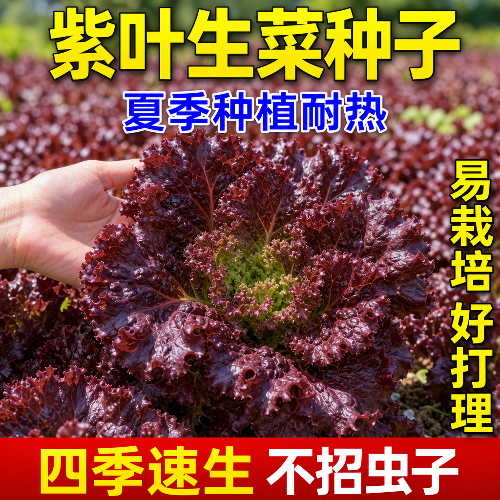 罗莎紫生菜种子四季阳台可水培