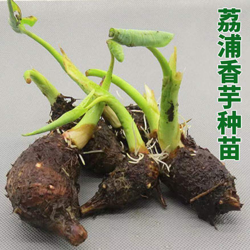 【有芽包活】广西荔浦大芋头种子秧香芋种植苗槟榔芋种苗清仓