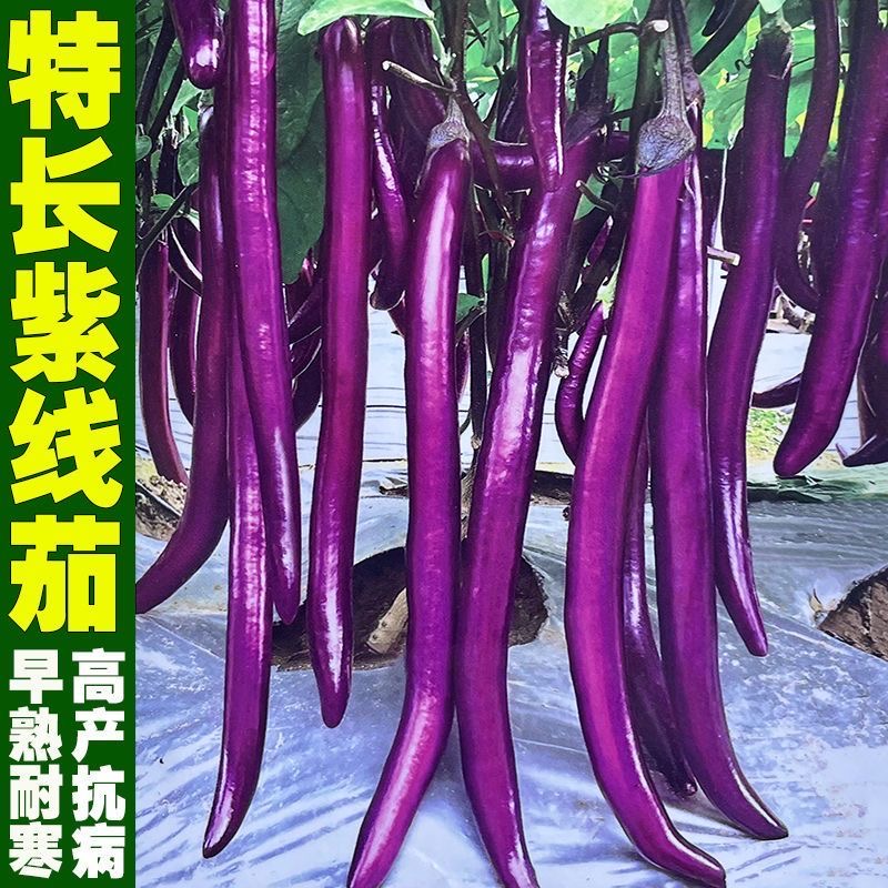 特长紫线茄种子耐寒杭茄一号紫红茄高产早熟种籽阳台盆栽蔬菜种子
