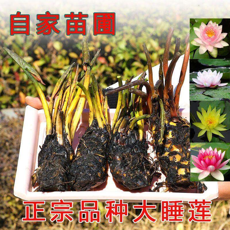 四季开花香水睡莲根块种球