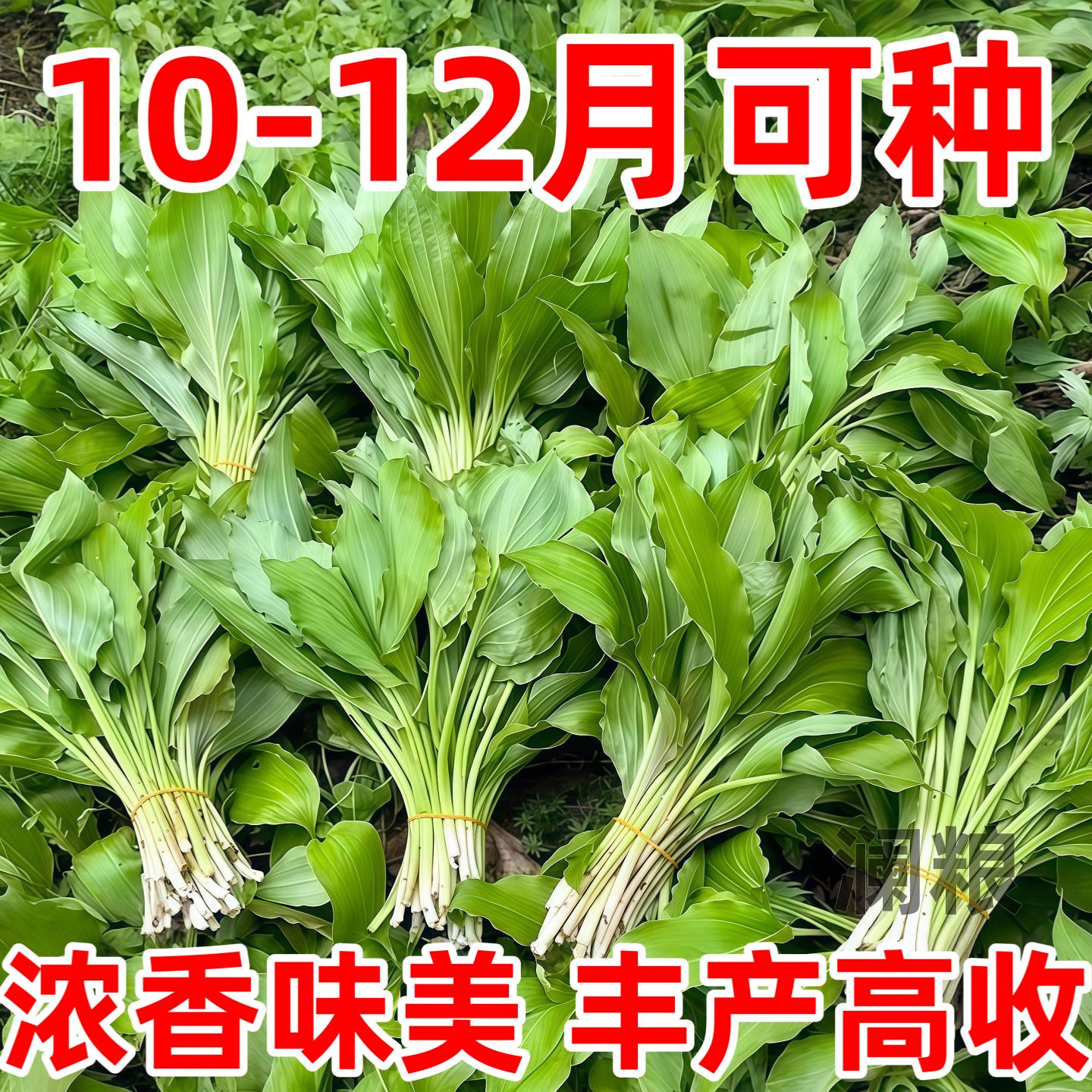 鹿耳韭种子四季皆宜种植高产地栽阳台小院南北方可种菜籽盆栽小院
