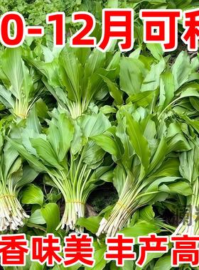 鹿耳韭种子四季皆宜种植高产地栽阳台小院南北方可种菜籽盆栽小院
