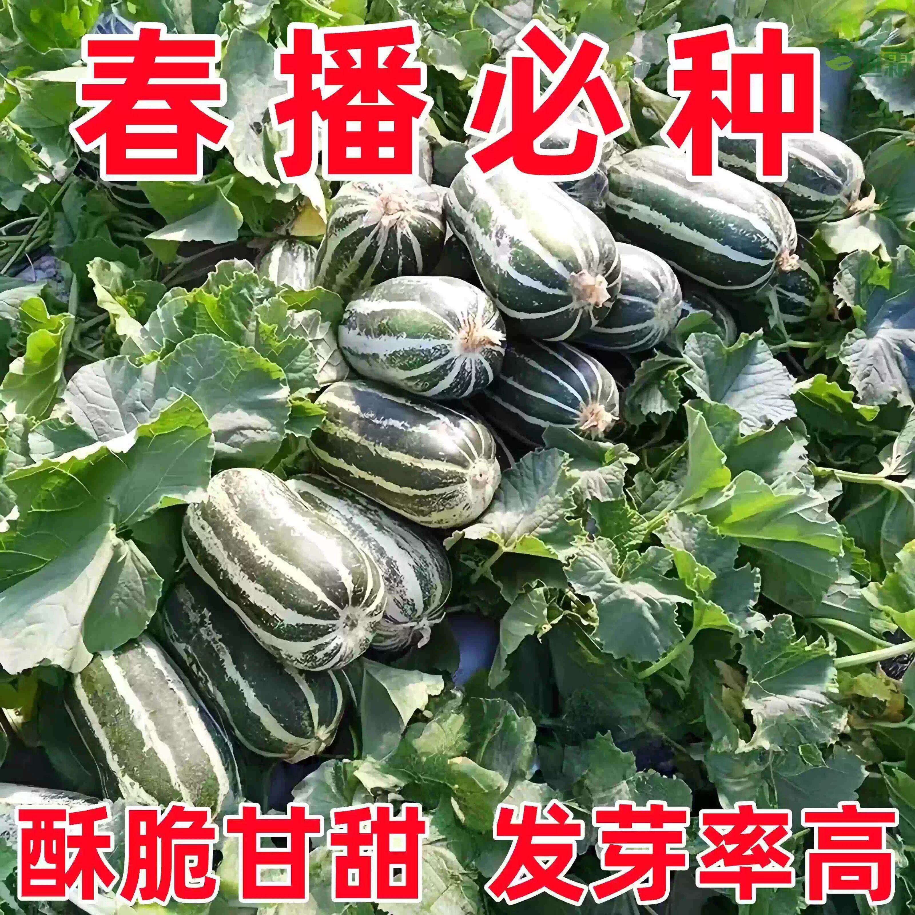 冰糖子甜瓜种子超甜高糖早熟脆甜