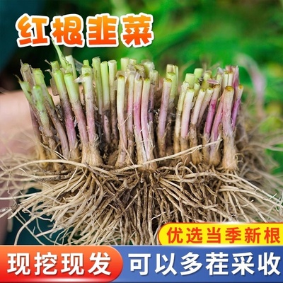 韭菜根苗现挖紫根红根韭菜根四季种子种籽孑阳台盆栽宽叶根韭菜籽