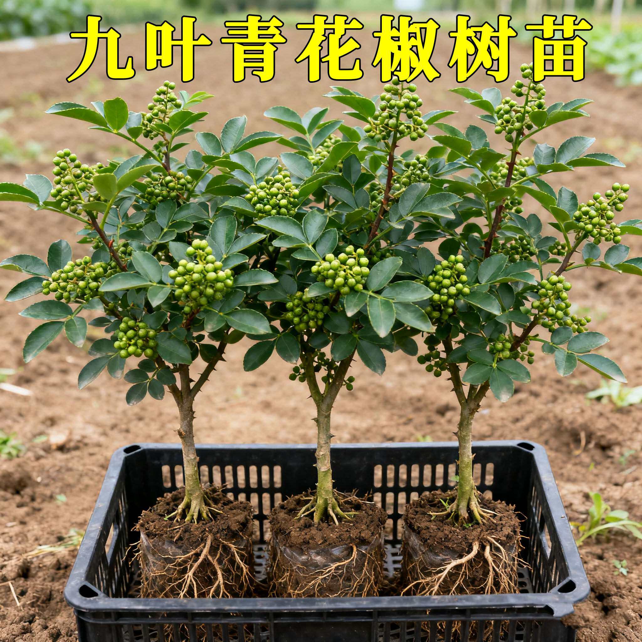 九叶青花椒苗南方当年结果
