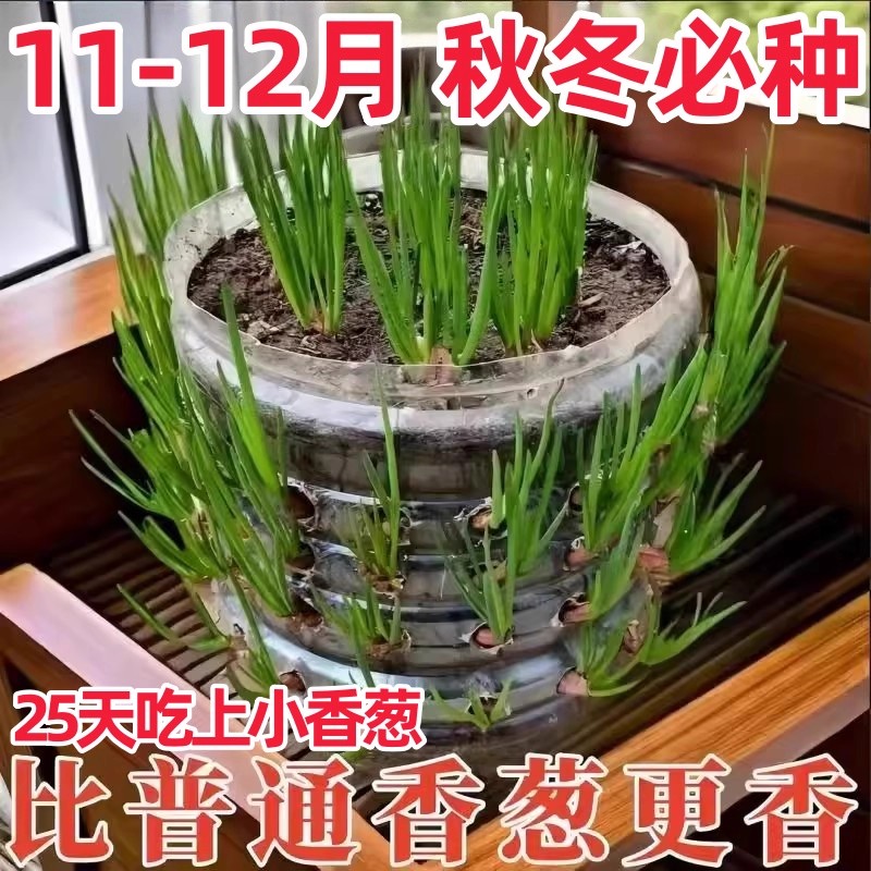 四川小香葱红葱头带芽盆栽