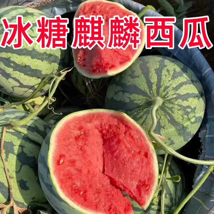 无籽麒麟西瓜8424种子