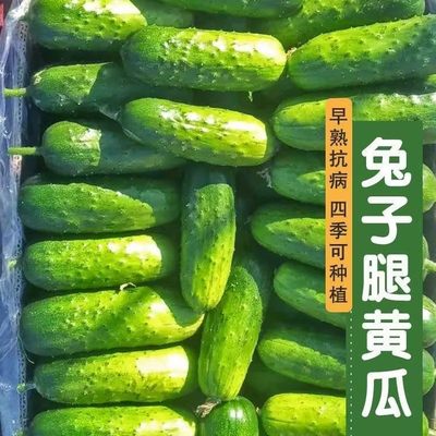 兔子腿水果型黄瓜种子春秋播早熟