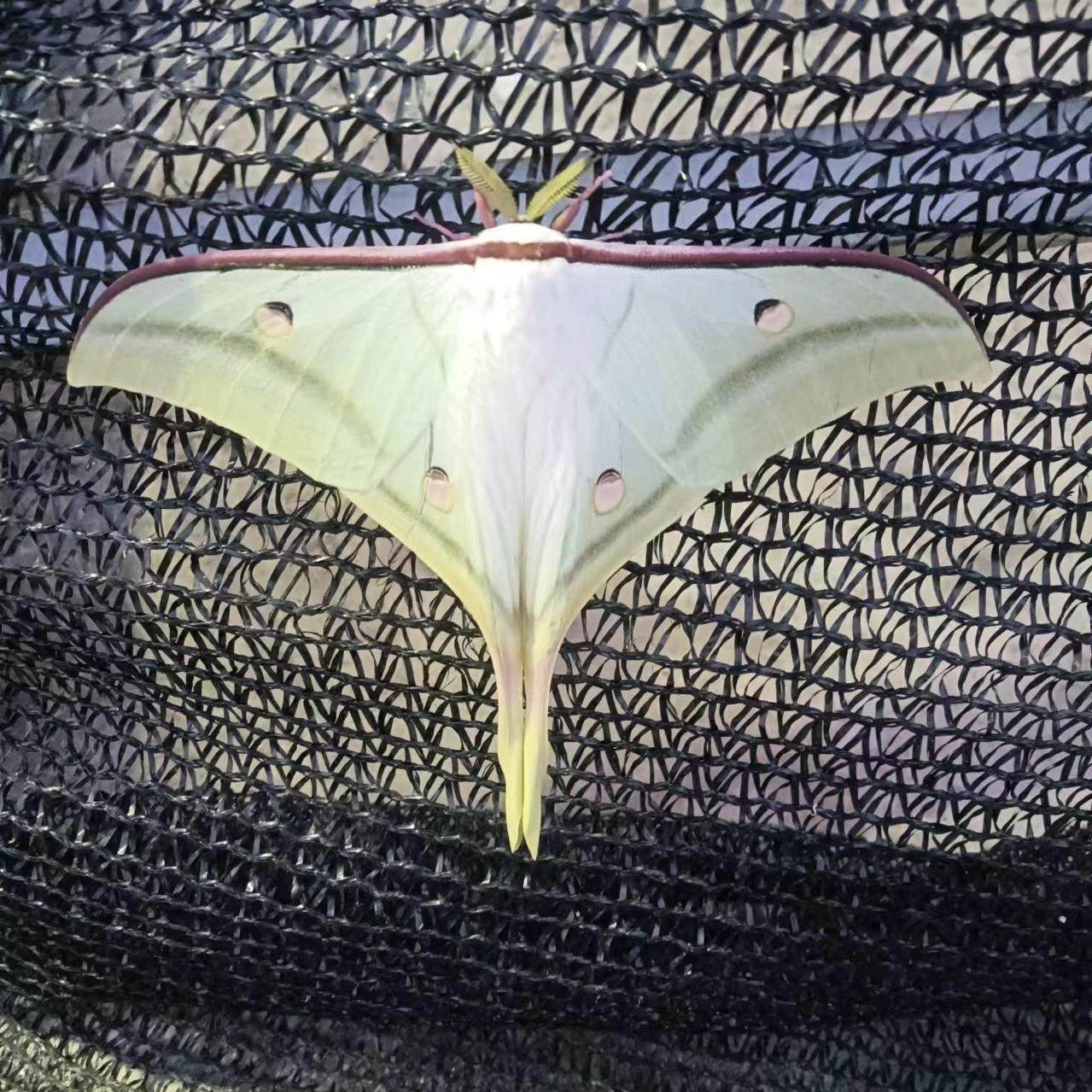 绿尾大蚕蛾未展翅原蛾真蝴蝶标本家居装饰画